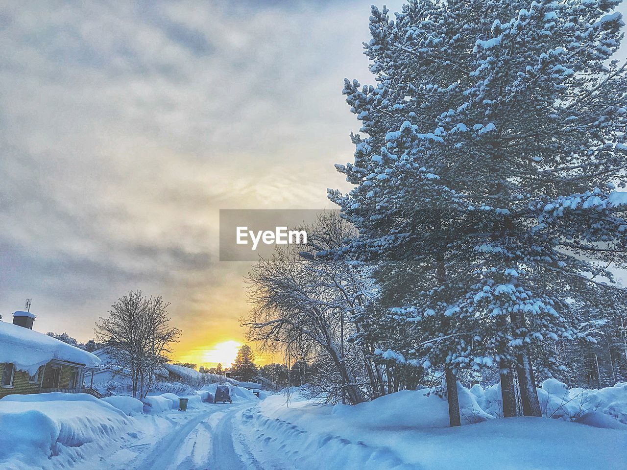 Snow covered trees against sky