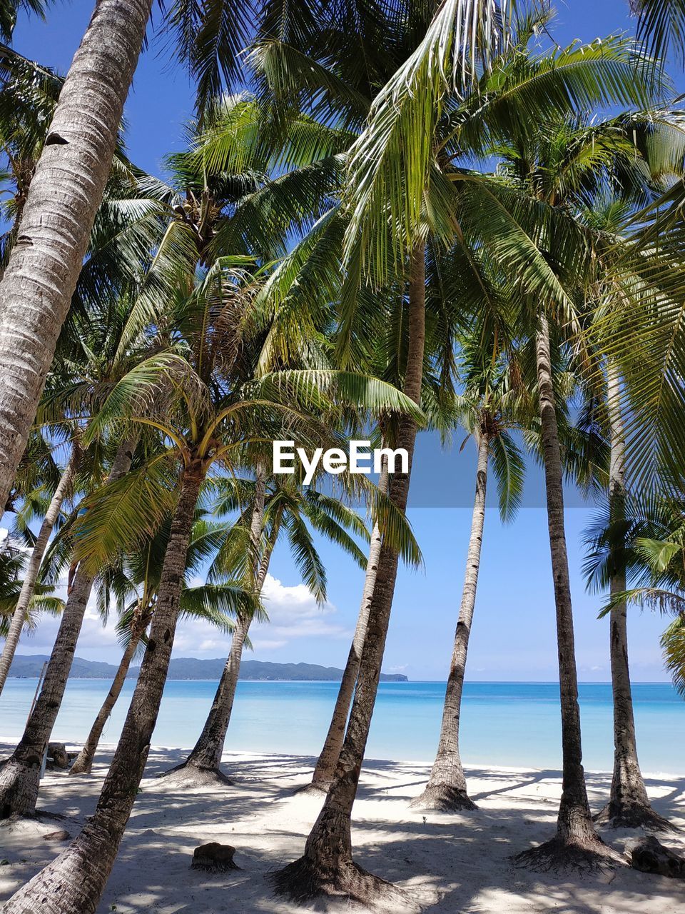 PALM TREES ON BEACH