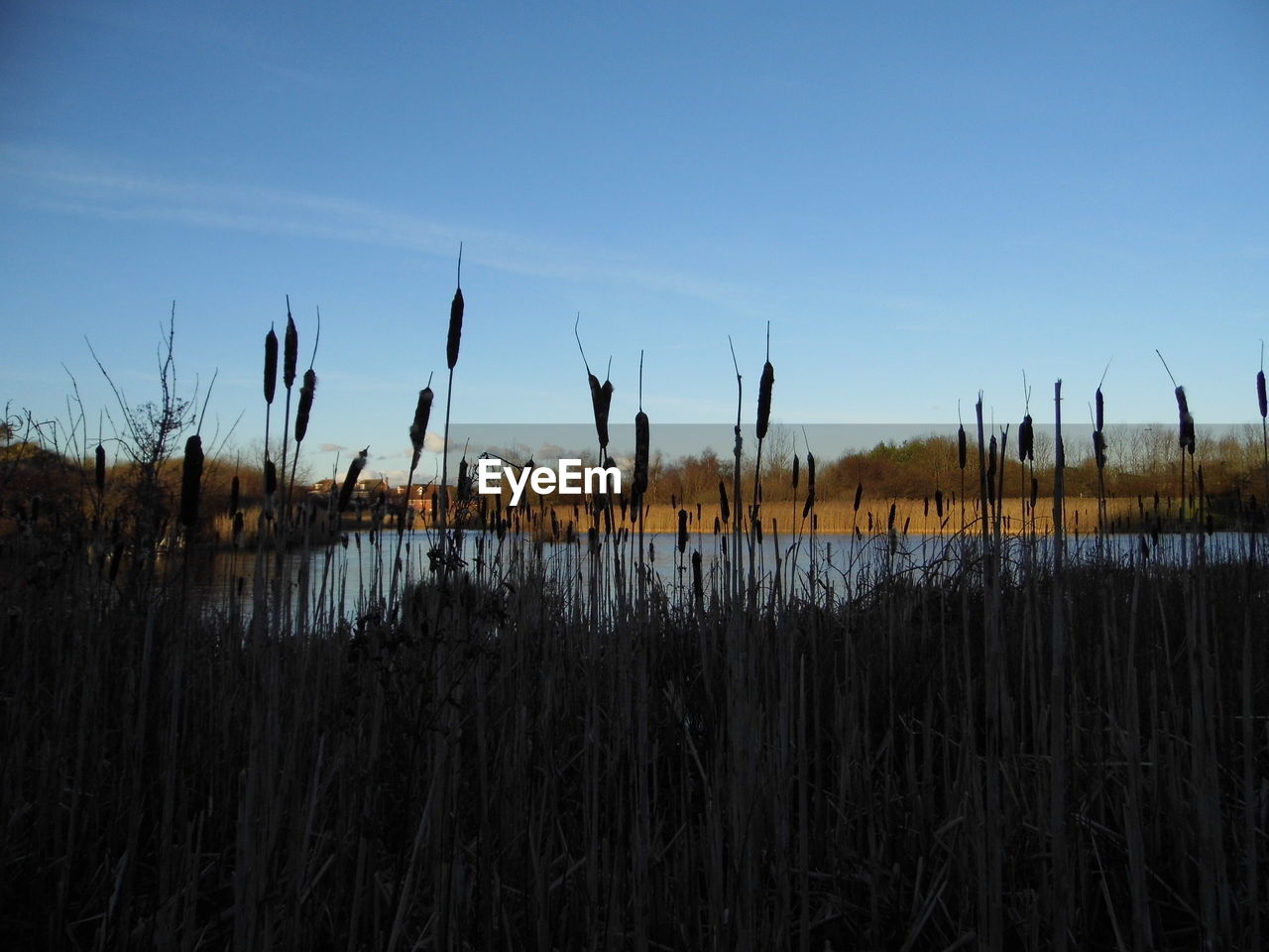 Cattails by lake against blue sky