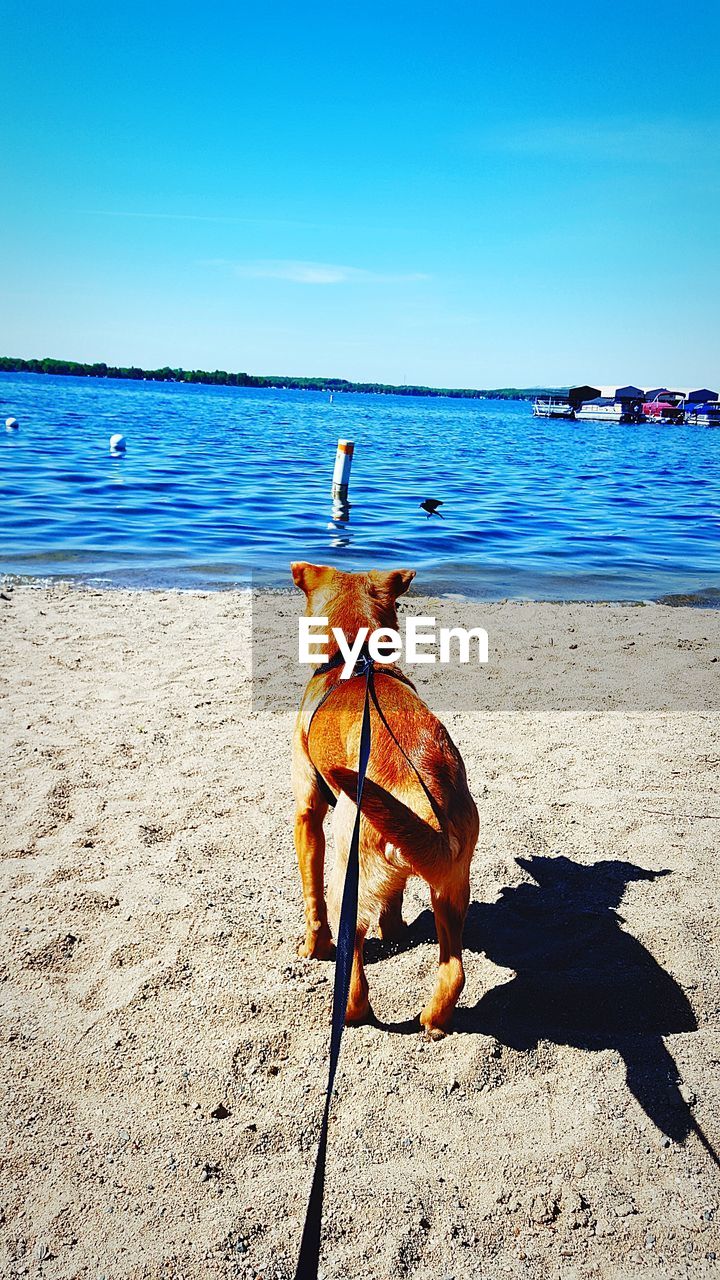 DOG ON BEACH AGAINST CLEAR SKY