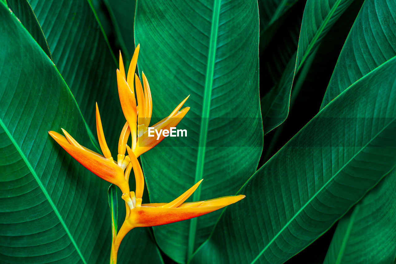 Close-up of yellow flowering plant