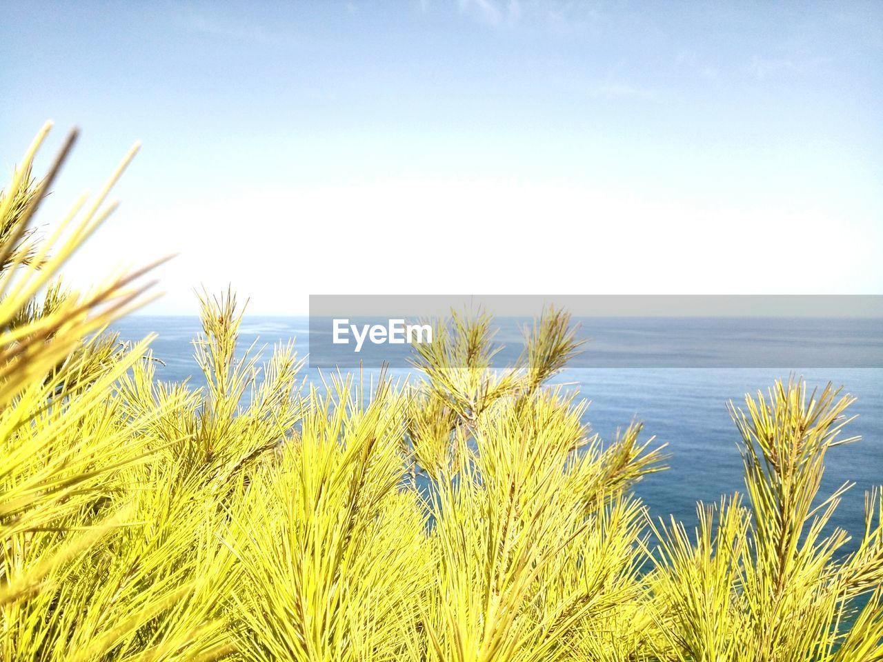 CLOSE-UP OF PLANTS AGAINST SEA