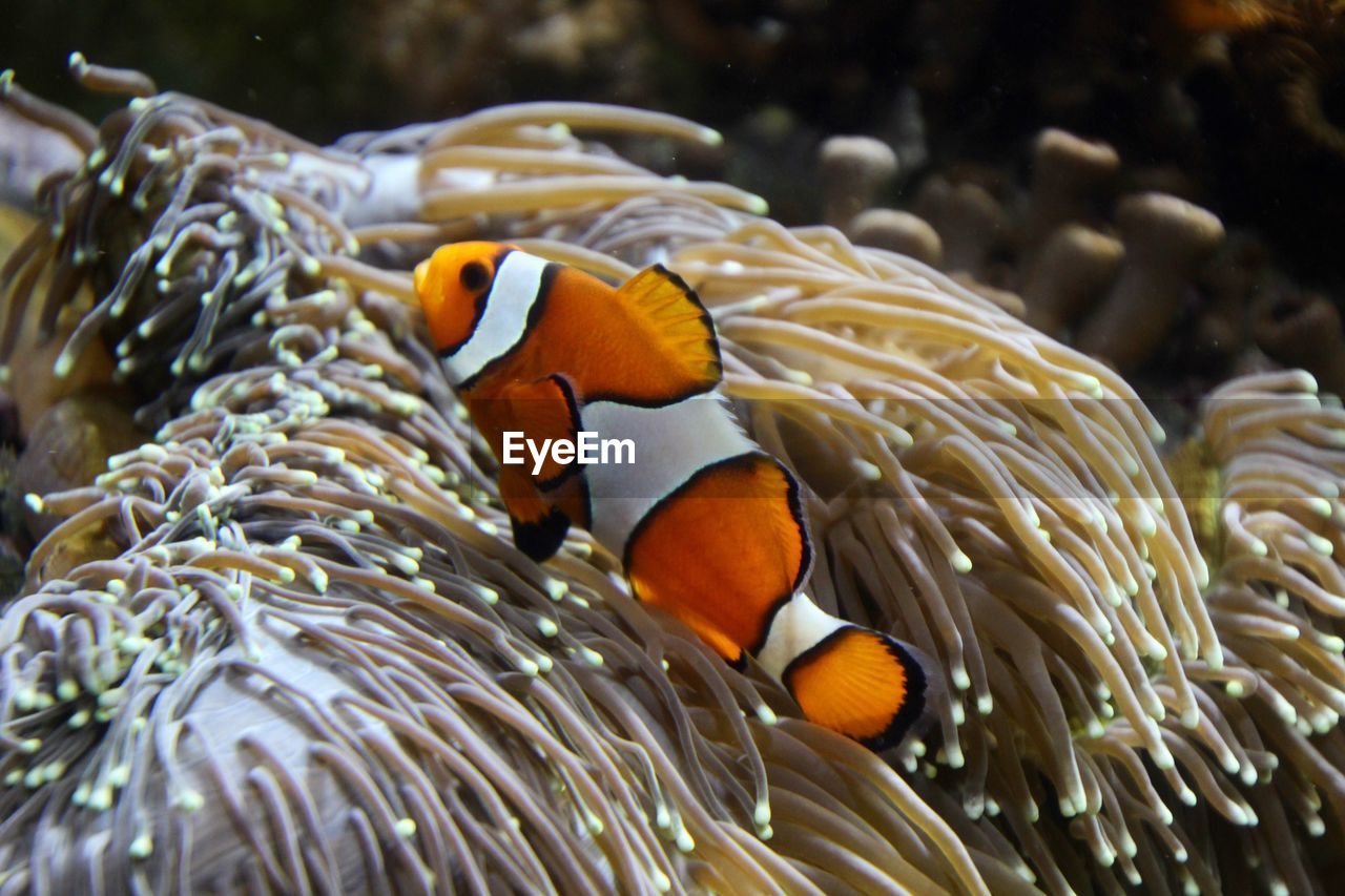 Close-up of clownfish swimming by anemone in sea