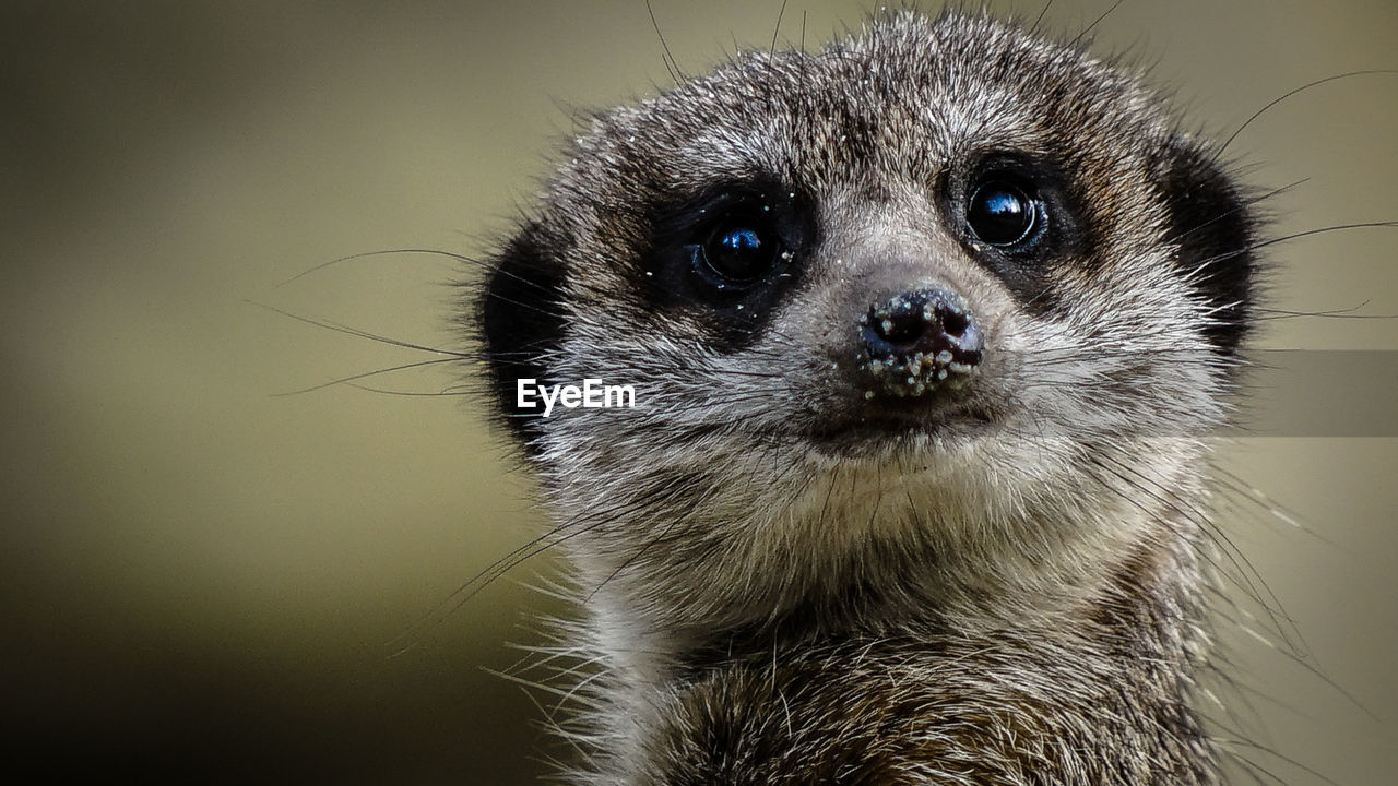 Frontal portrait of a meerkat looking into the camera with cute sand grains on its nose