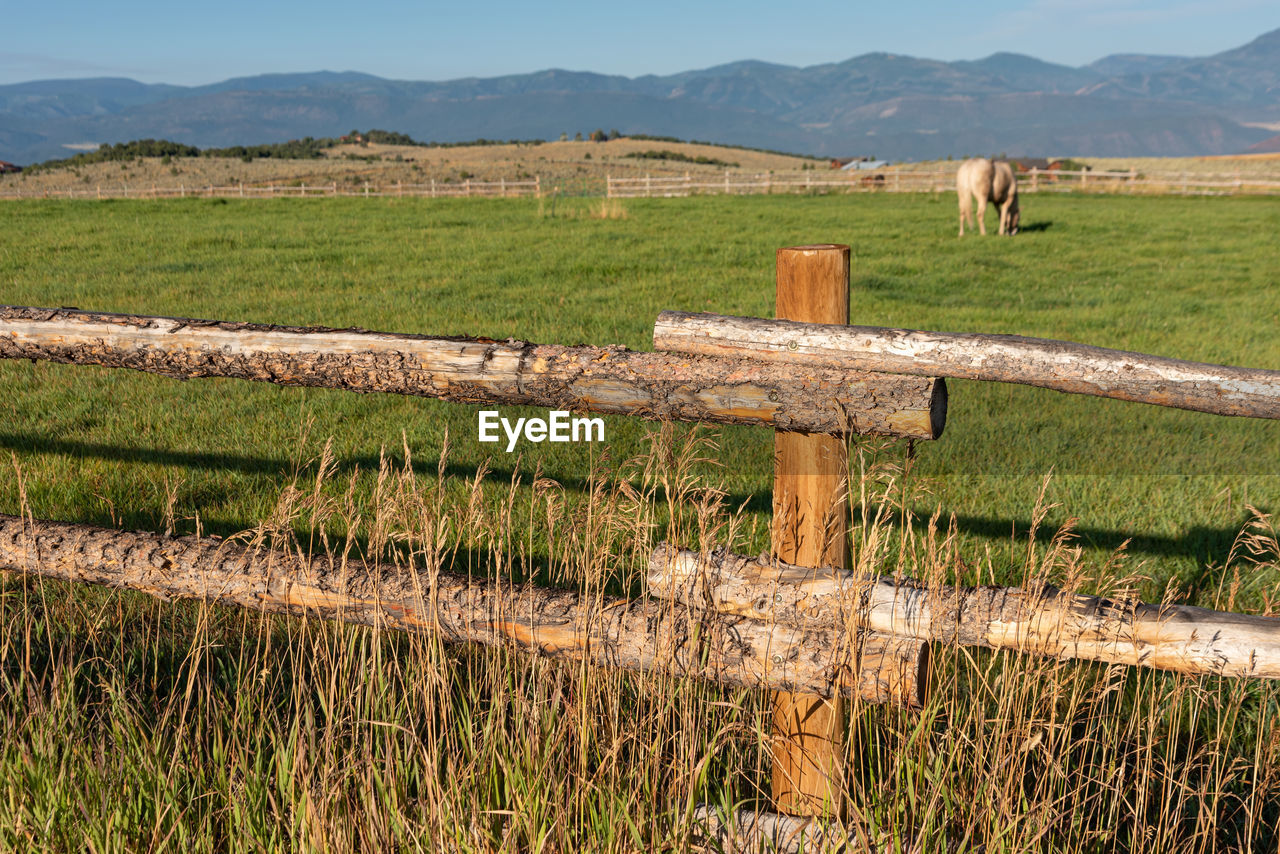 VIEW OF HORSE ON FIELD