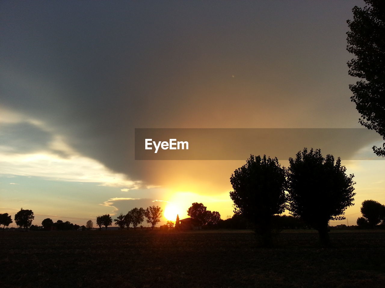 SILHOUETTE OF TREES ON LANDSCAPE