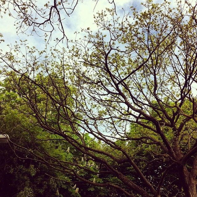 LOW ANGLE VIEW OF TREES AGAINST SKY