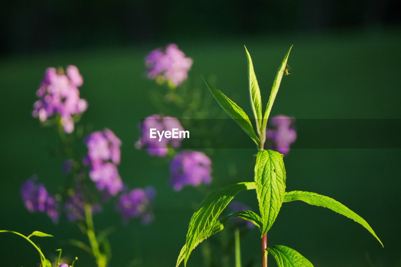 Close-up of purple flower plant