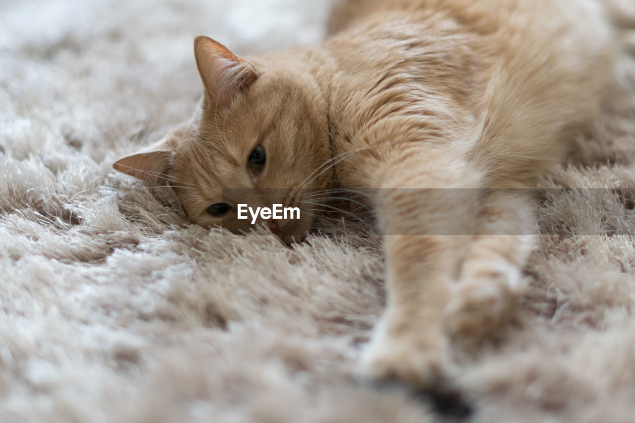Close-up of cat lying on rug at home