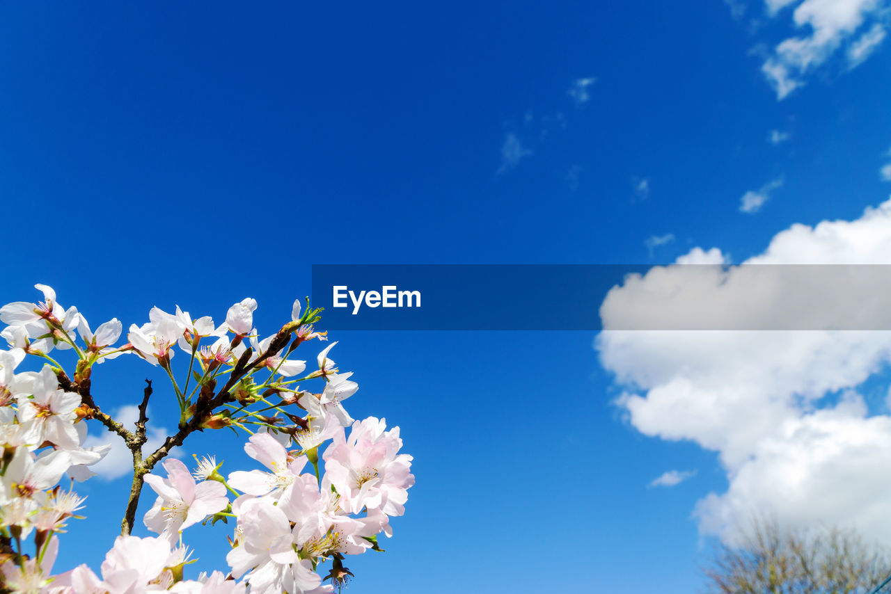 Low angle view of cherry blossoms against blue sky