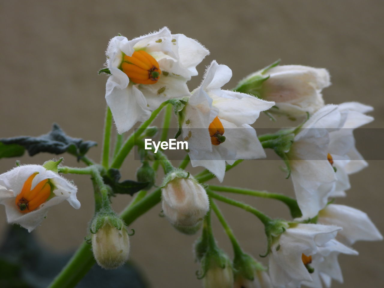 CLOSE-UP OF WHITE FLOWERS ON PLANT