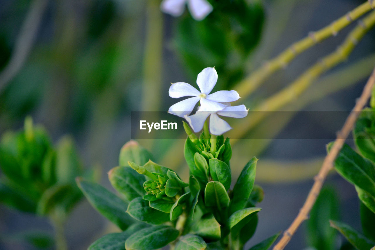 Close-up of white flowers