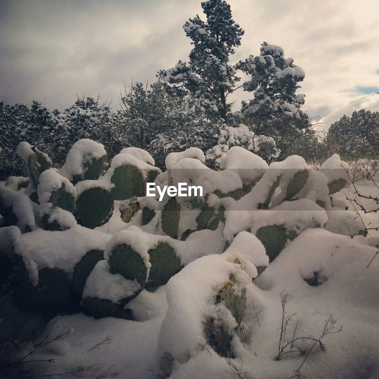 VIEW OF TREES AGAINST CLOUDY SKY