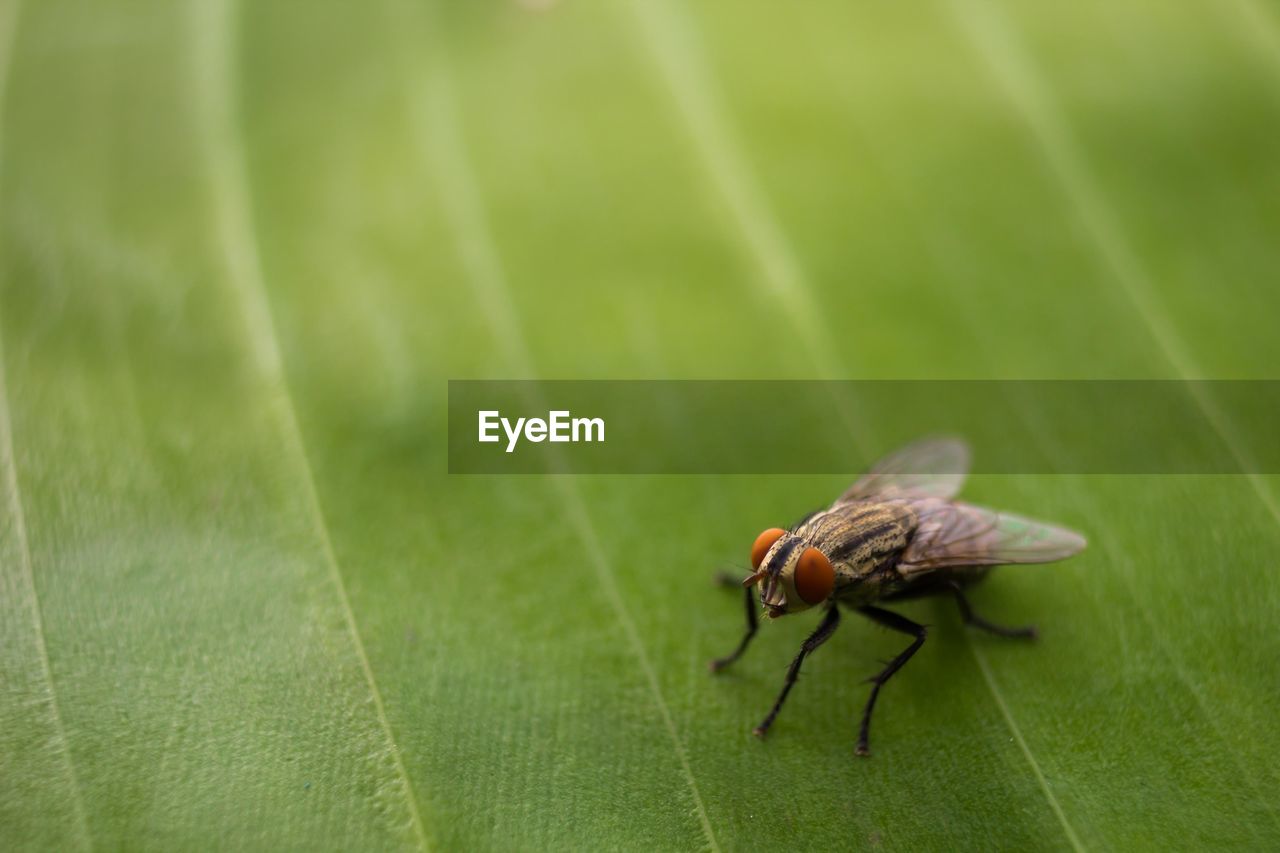 Close-up of housefly on leaf