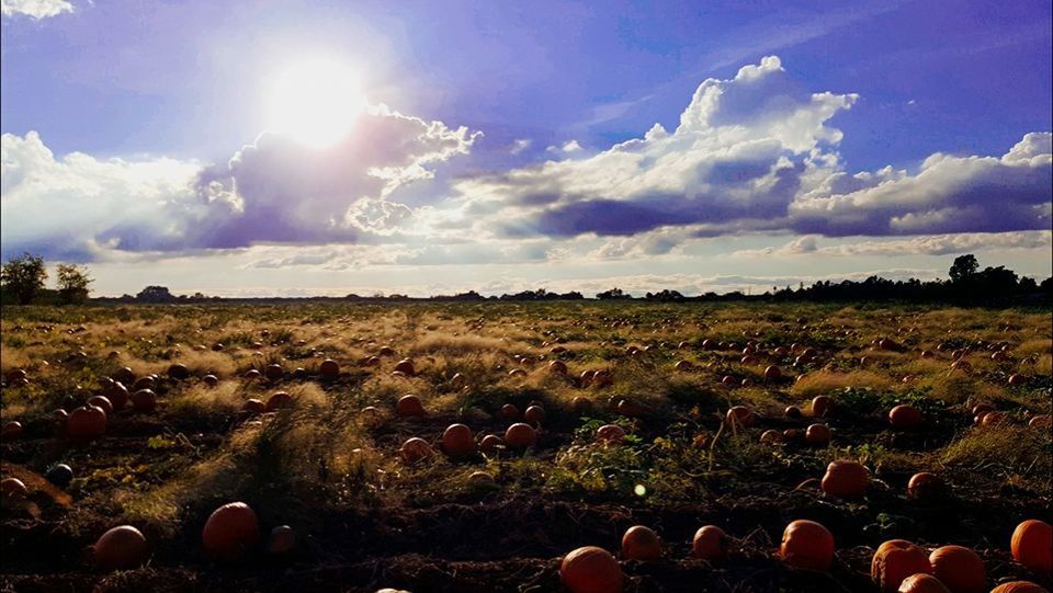 PANORAMIC VIEW OF LANDSCAPE AGAINST SKY