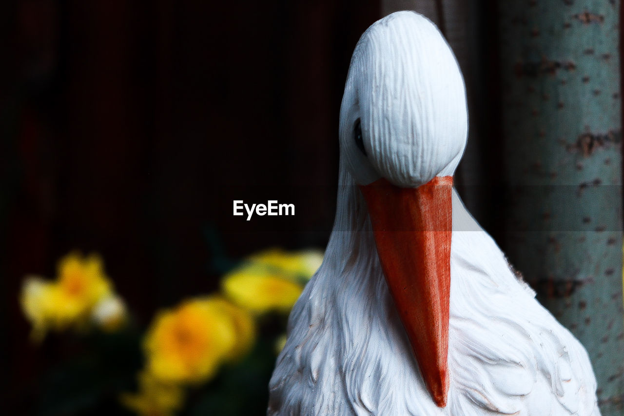 CLOSE-UP OF A BIRD AGAINST BLURRED BACKGROUND