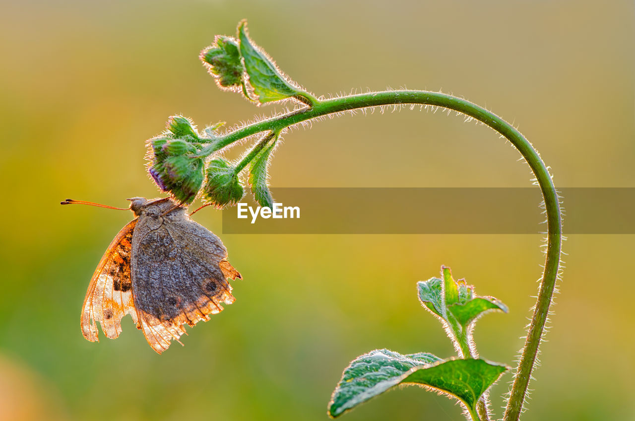 Close-up of butterfly pollinating flower