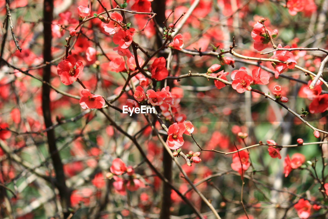 Close-up of pink cherry blossoms in park