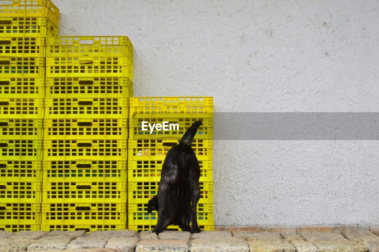 Dog standing against yellow wall