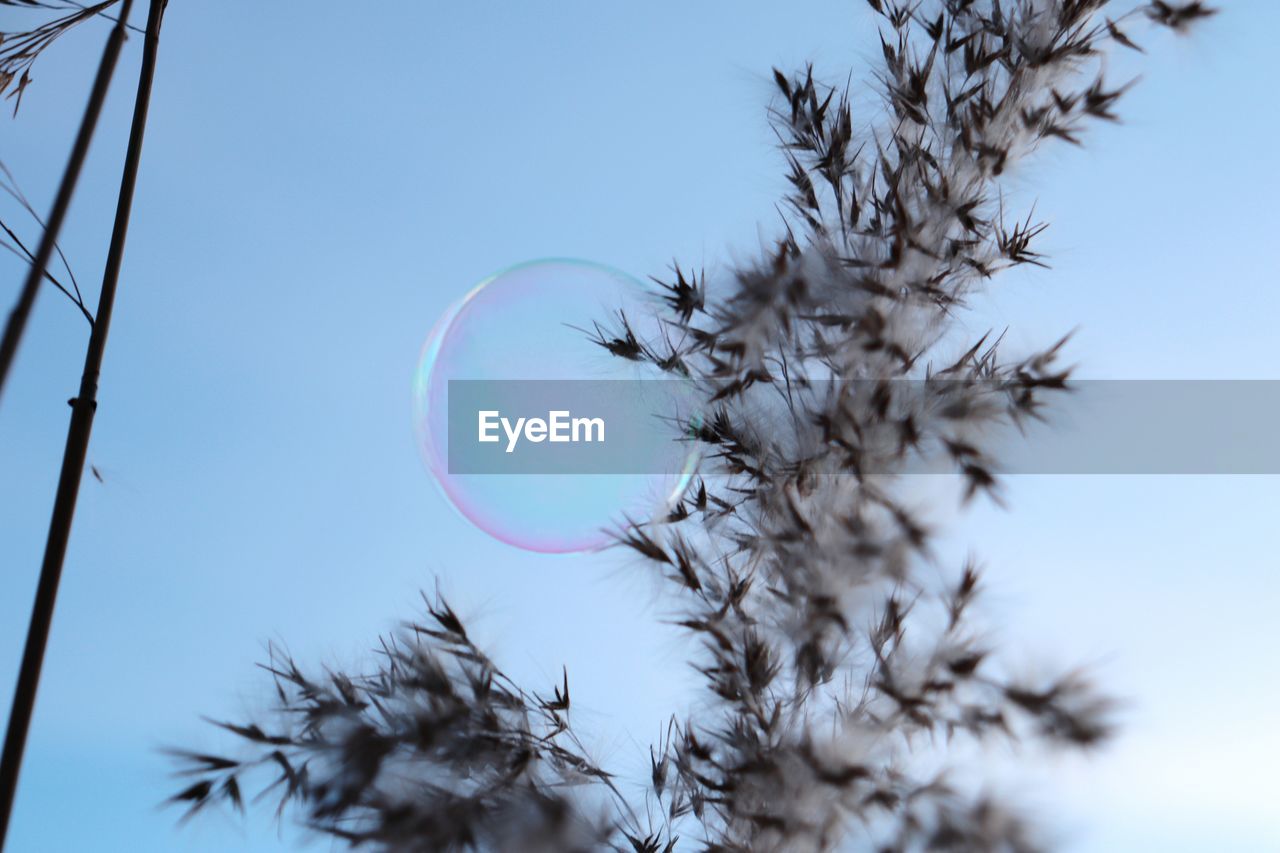 CLOSE-UP OF PLANT AGAINST CLEAR BLUE SKY