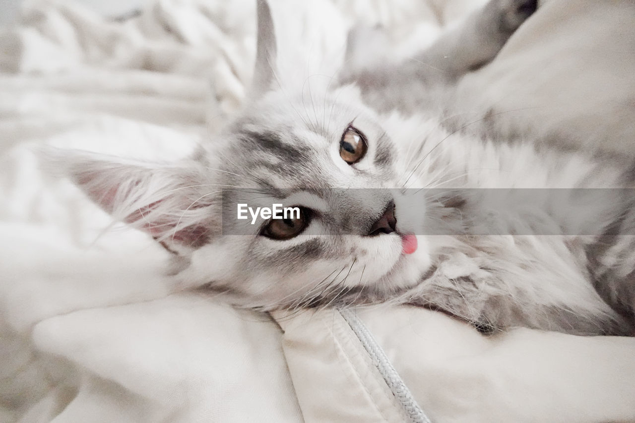 Silver maine coon kitten with tongue sticking out