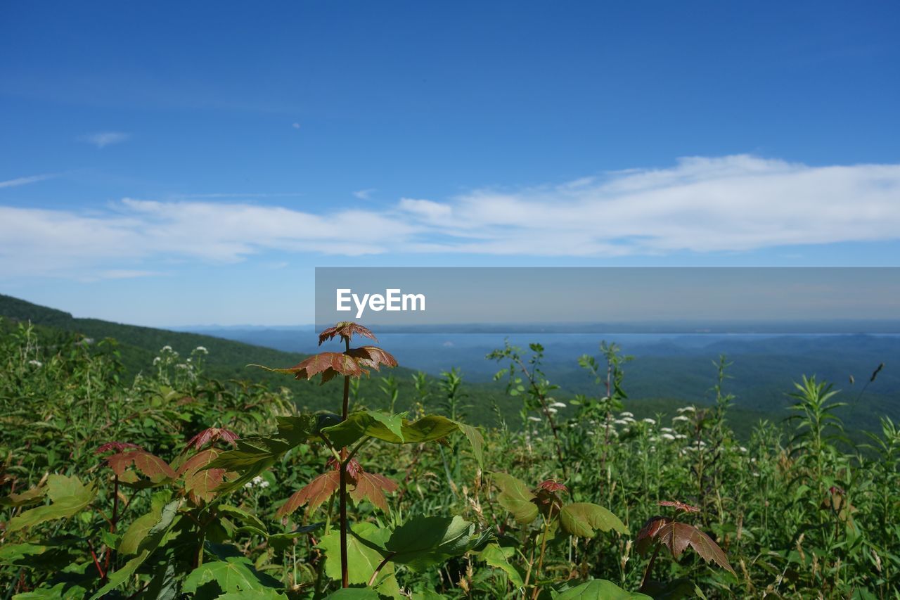 PLANTS GROWING ON FIELD AGAINST BLUE SKY