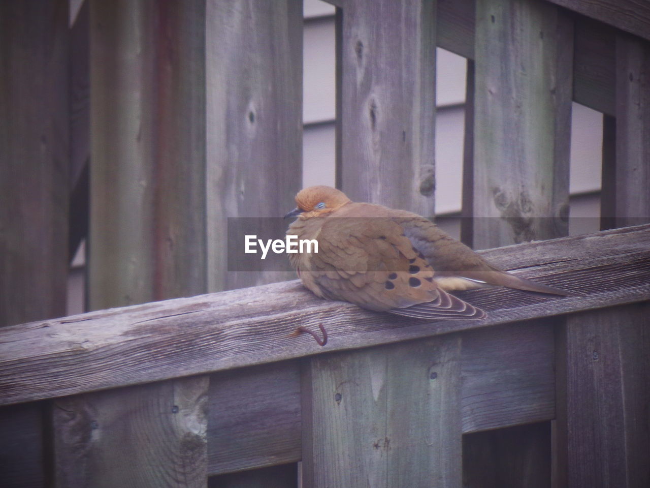 CLOSE-UP OF A BIRD PERCHING ON WOOD