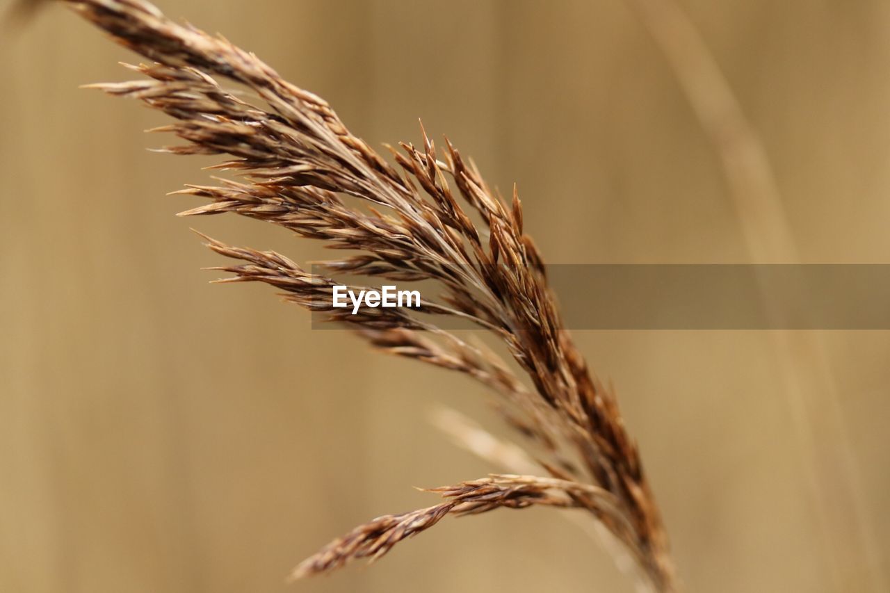 Close-up of stalks against blurred background