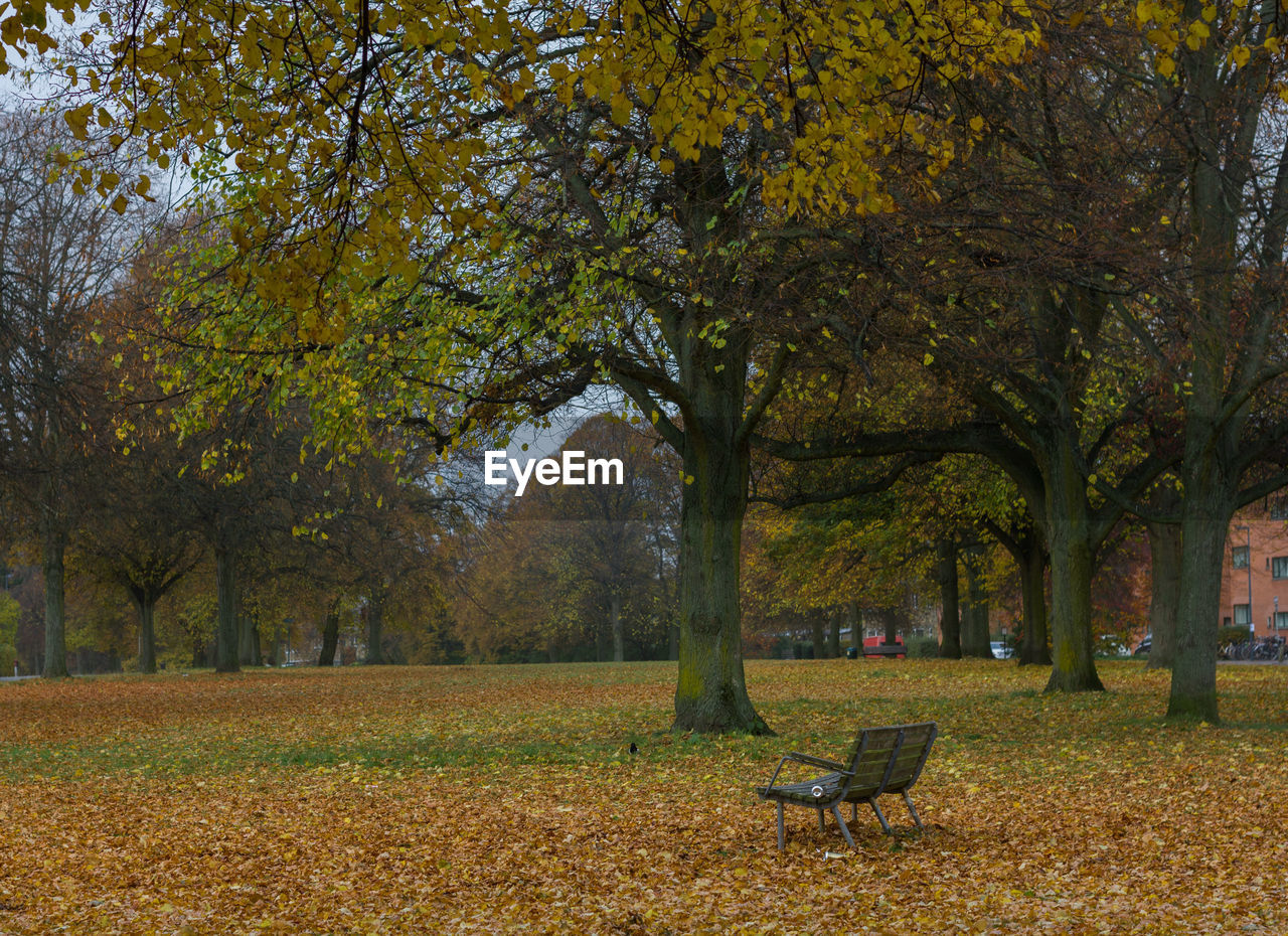 Trees growing at park during autumn