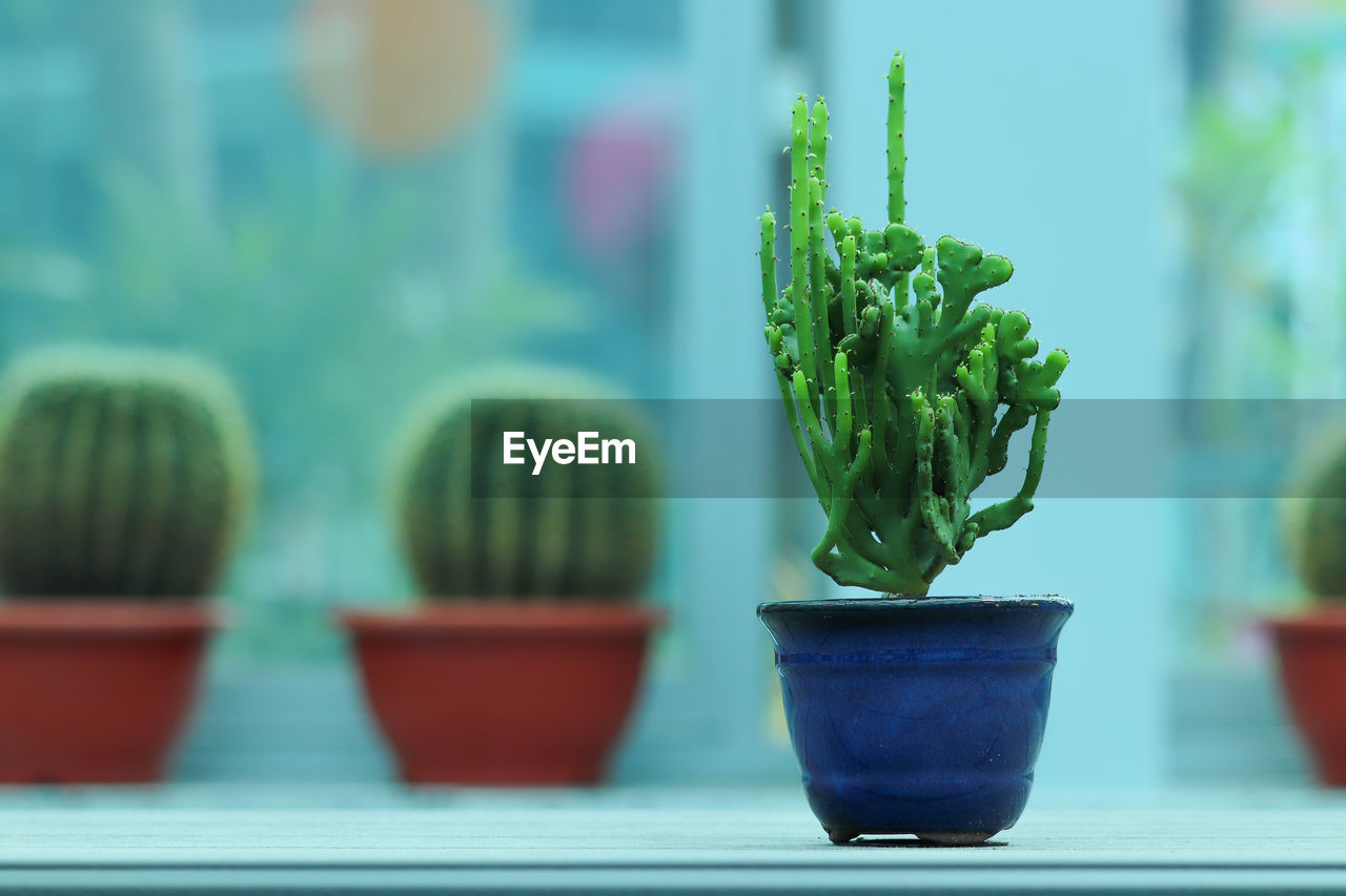 potted plant, growth, plant, green, nature, no people, succulent plant, indoors, flowerpot, cactus, houseplant, flower, close-up, focus on foreground, food and drink, day, food, leaf, window, plant part, freshness, beauty in nature, window sill