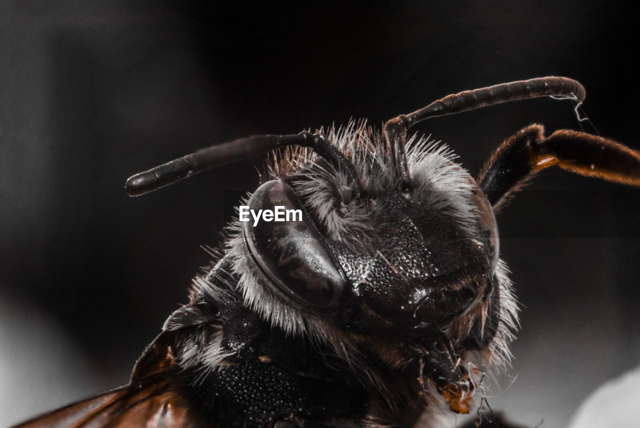 close-up, macro photography, animal themes, animal, one animal, insect, animal wildlife, animal body part, black, wildlife, portrait, black background, no people, studio shot, indoors