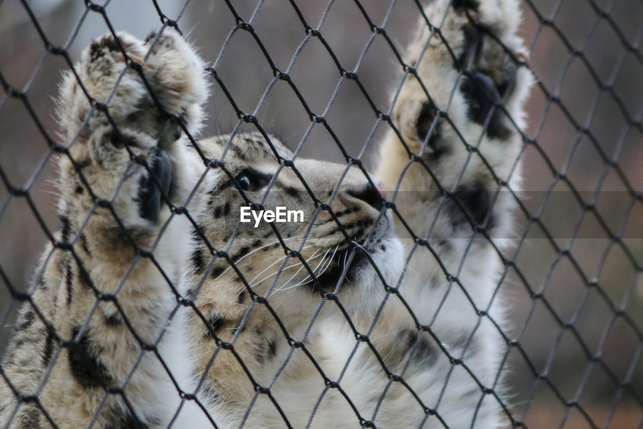 Snow leopard leaning on fence cage looking up captive