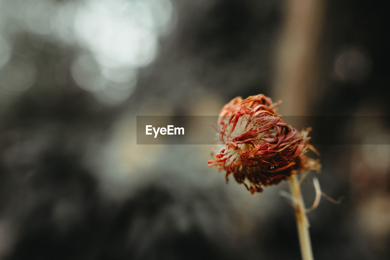 Close-up of wilted flower against blurred background