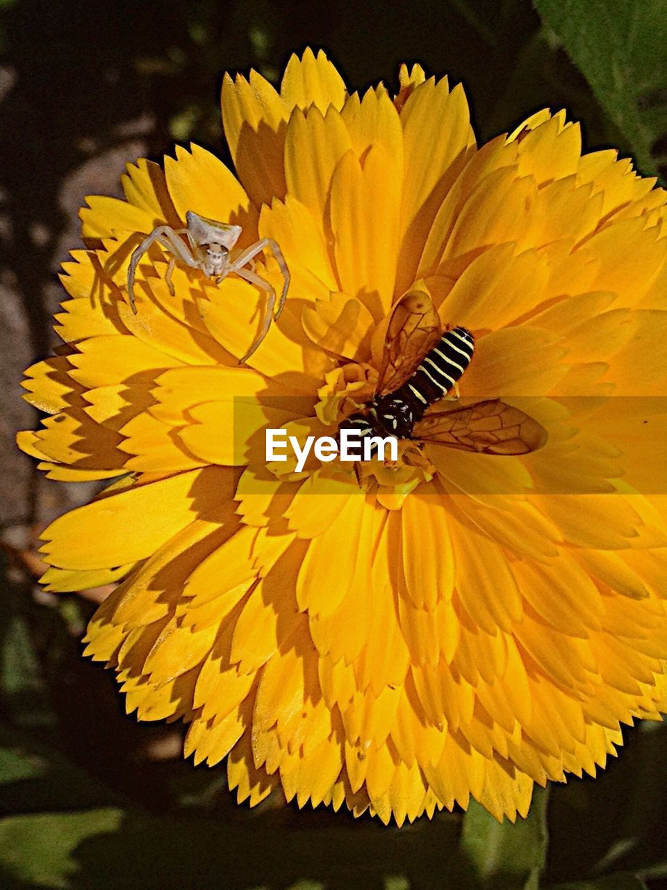 Close-up of bee on yellow flower