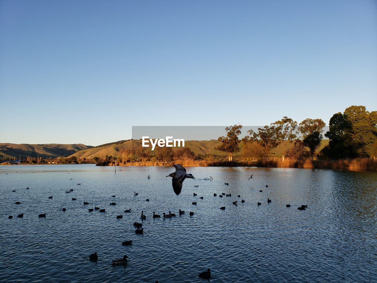 View of birds in lake against clear sky