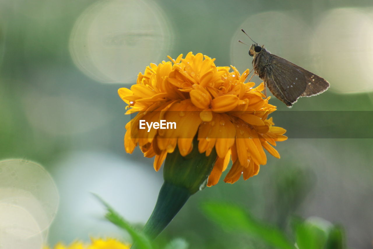 CLOSE-UP OF BUTTERFLY POLLINATING FLOWER