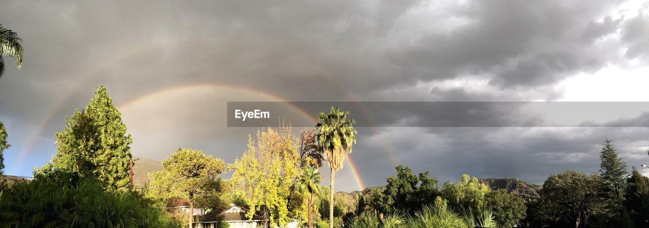 LOW ANGLE VIEW OF TREES AGAINST RAINBOW