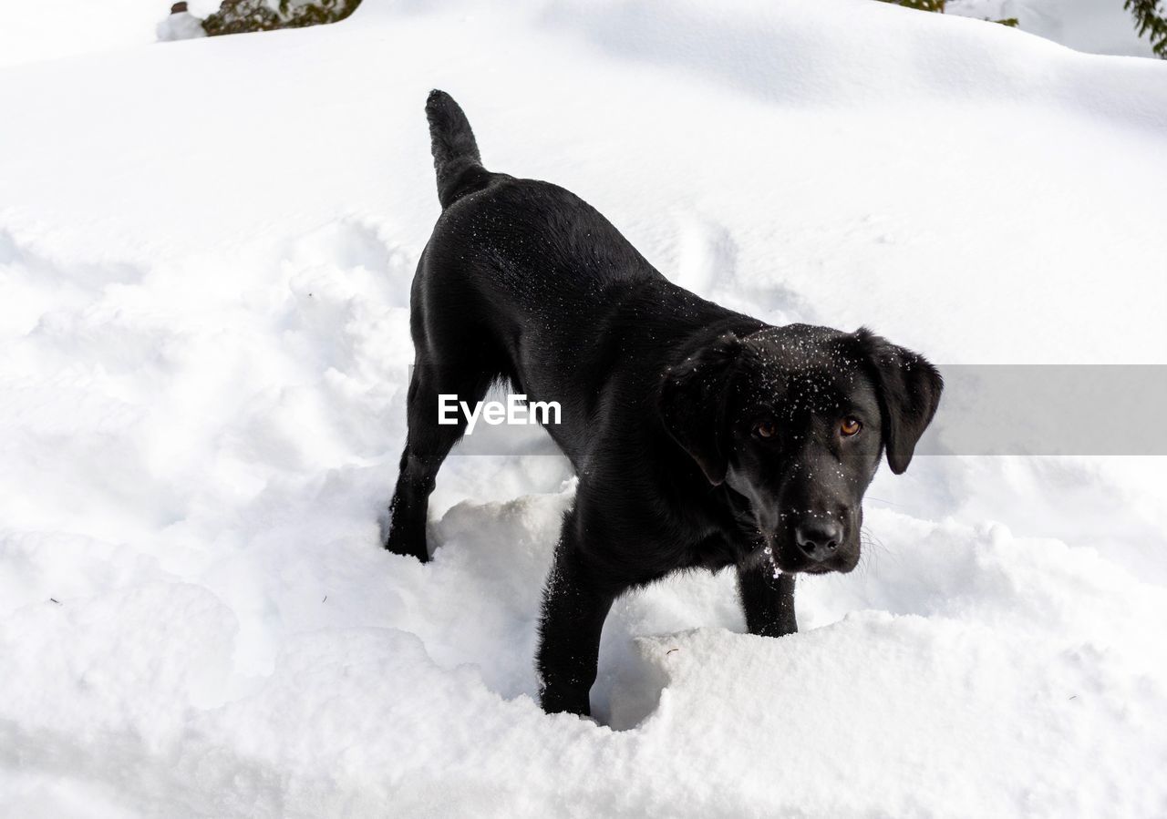 BLACK DOG IN SNOW