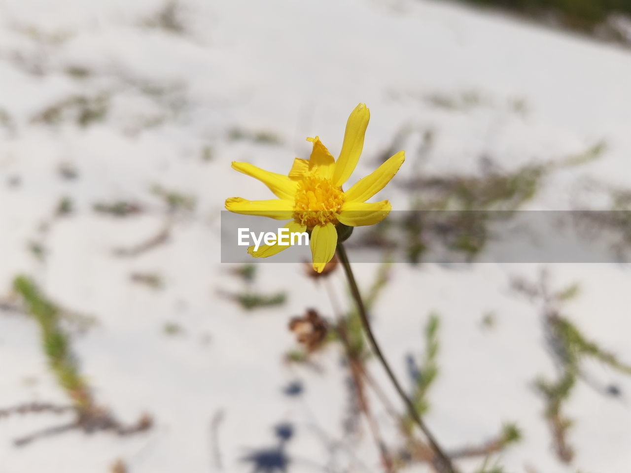 CLOSE-UP OF YELLOW FLOWERING PLANTS