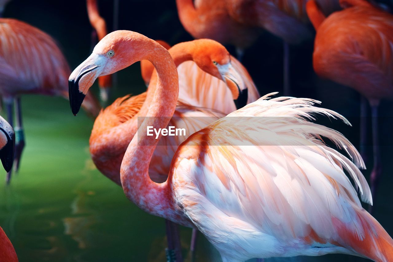 Close-up of flamingoes 