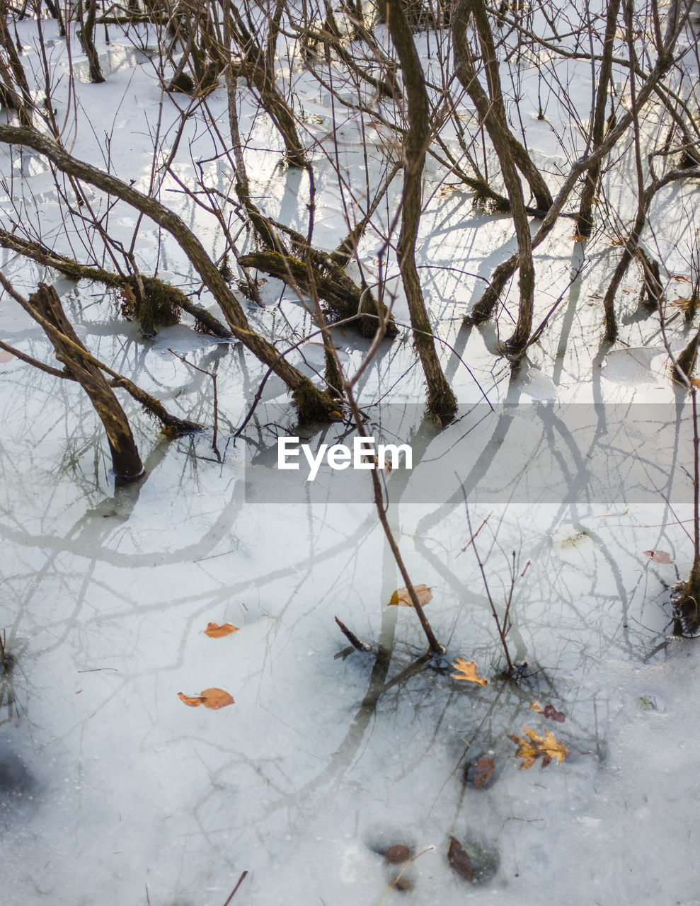 High angle view of frozen bare tree during winter