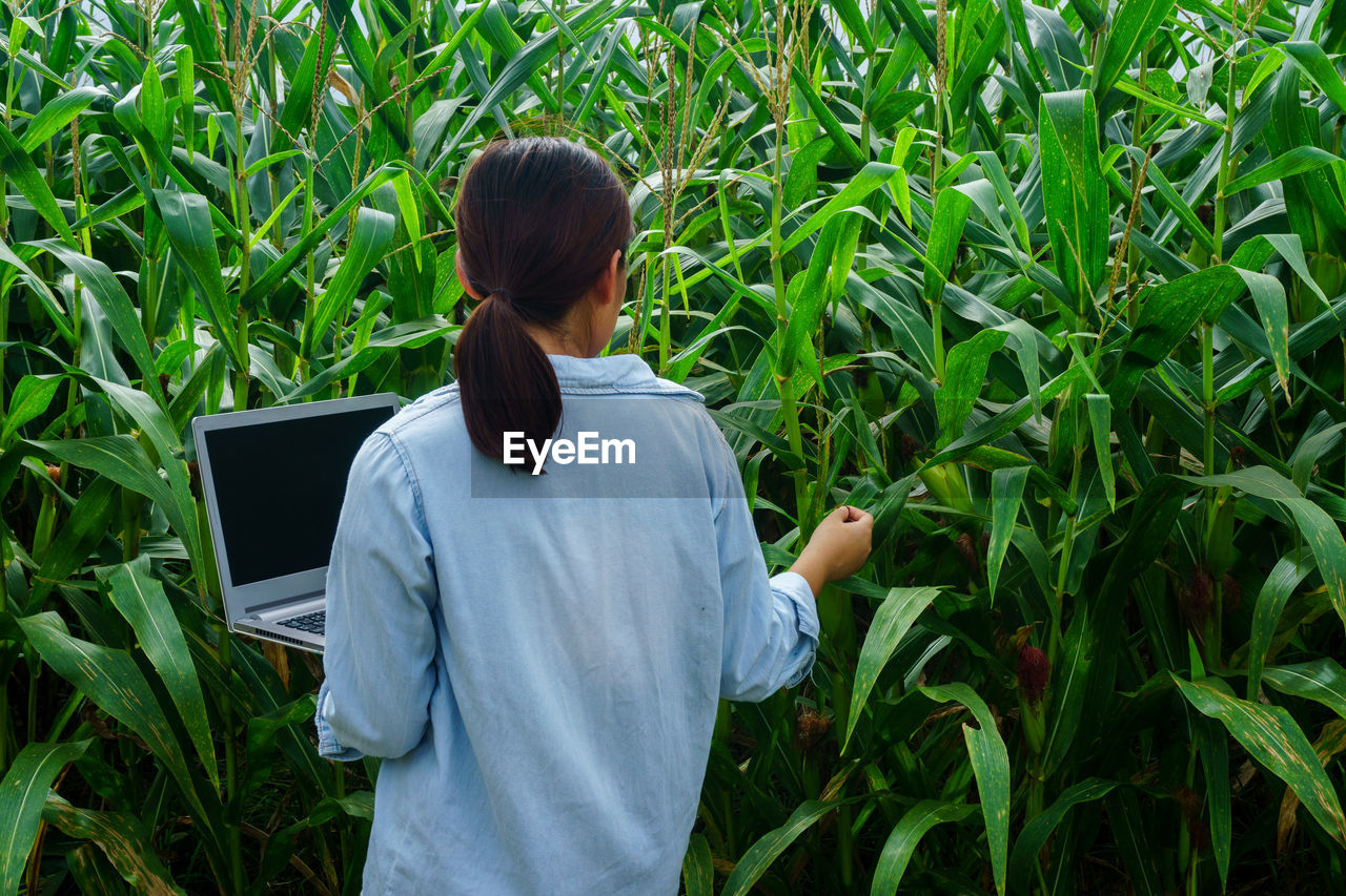 Rear view of woman examining corn crops while using laptop