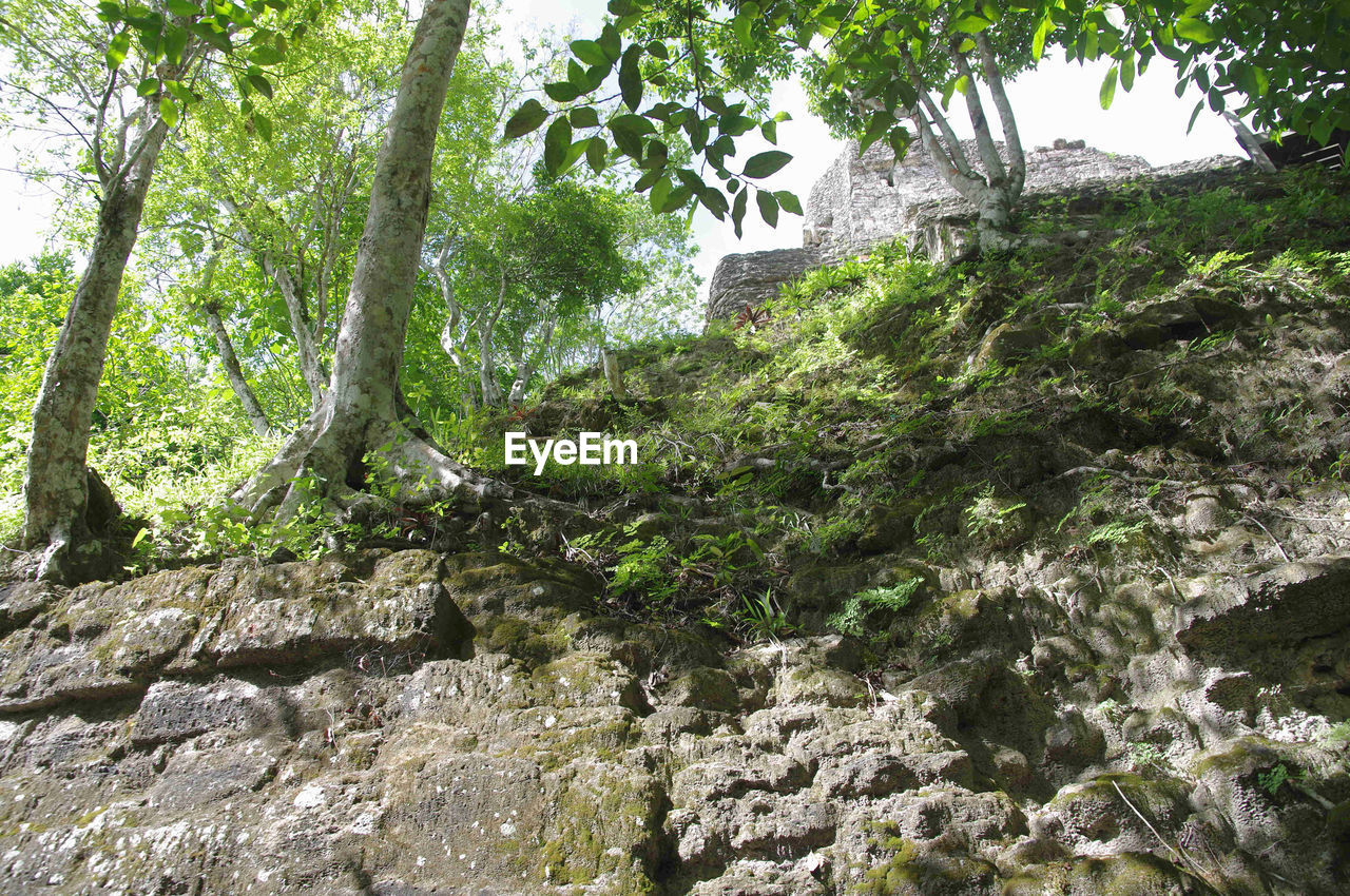 LOW ANGLE VIEW OF IVY GROWING ON TREE