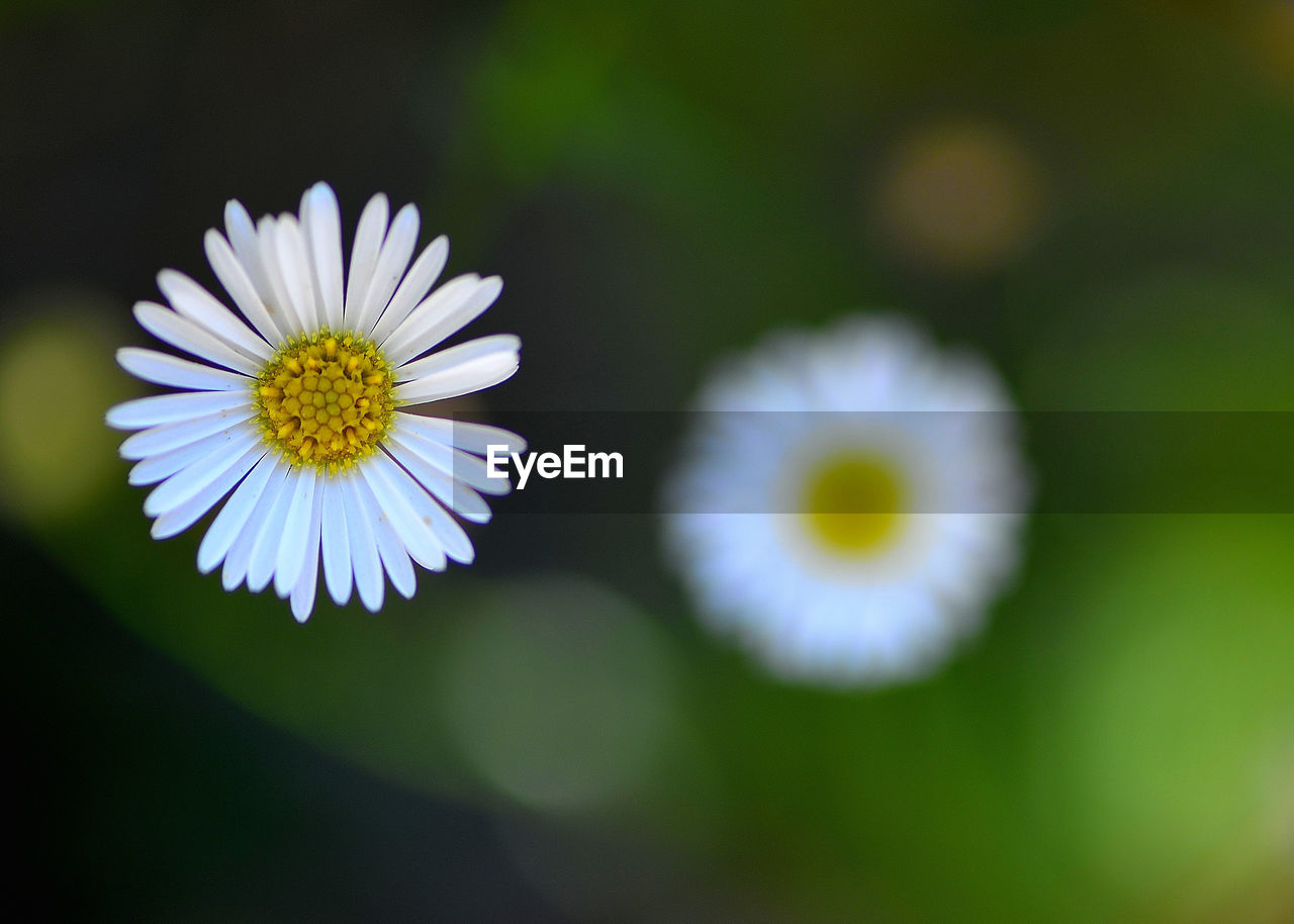 Close-up of white daisy flower