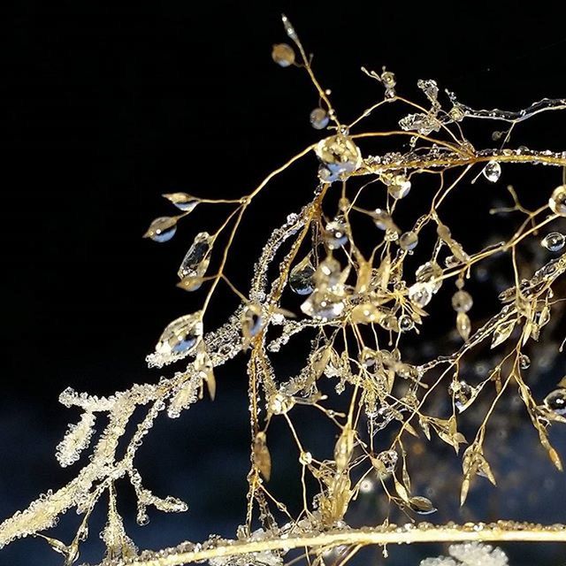 CLOSE-UP OF TREE AT NIGHT