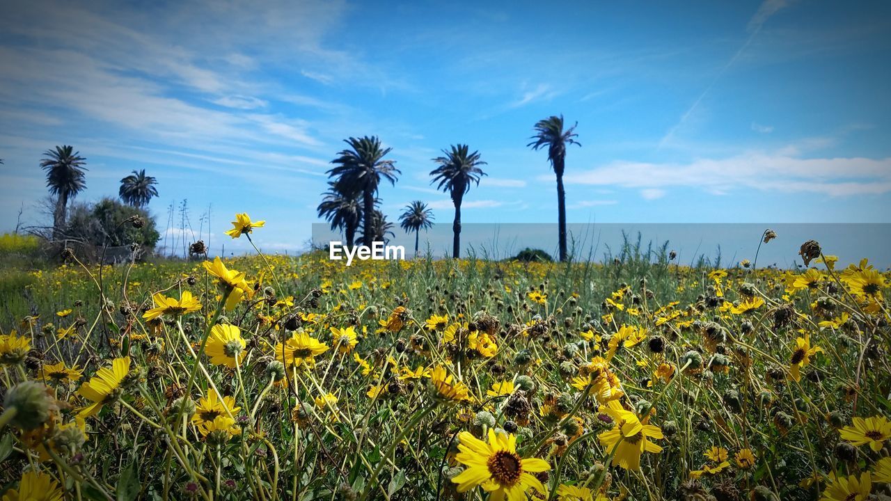 SCENIC VIEW OF YELLOW FLOWER FIELD AGAINST SKY