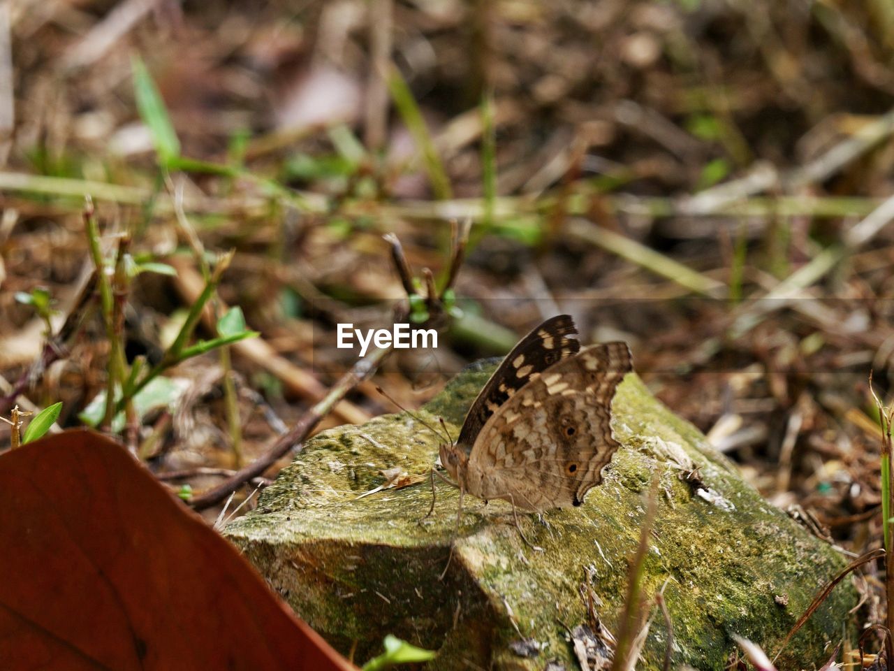 CLOSE-UP OF BUTTERFLY ON DRY LEAF