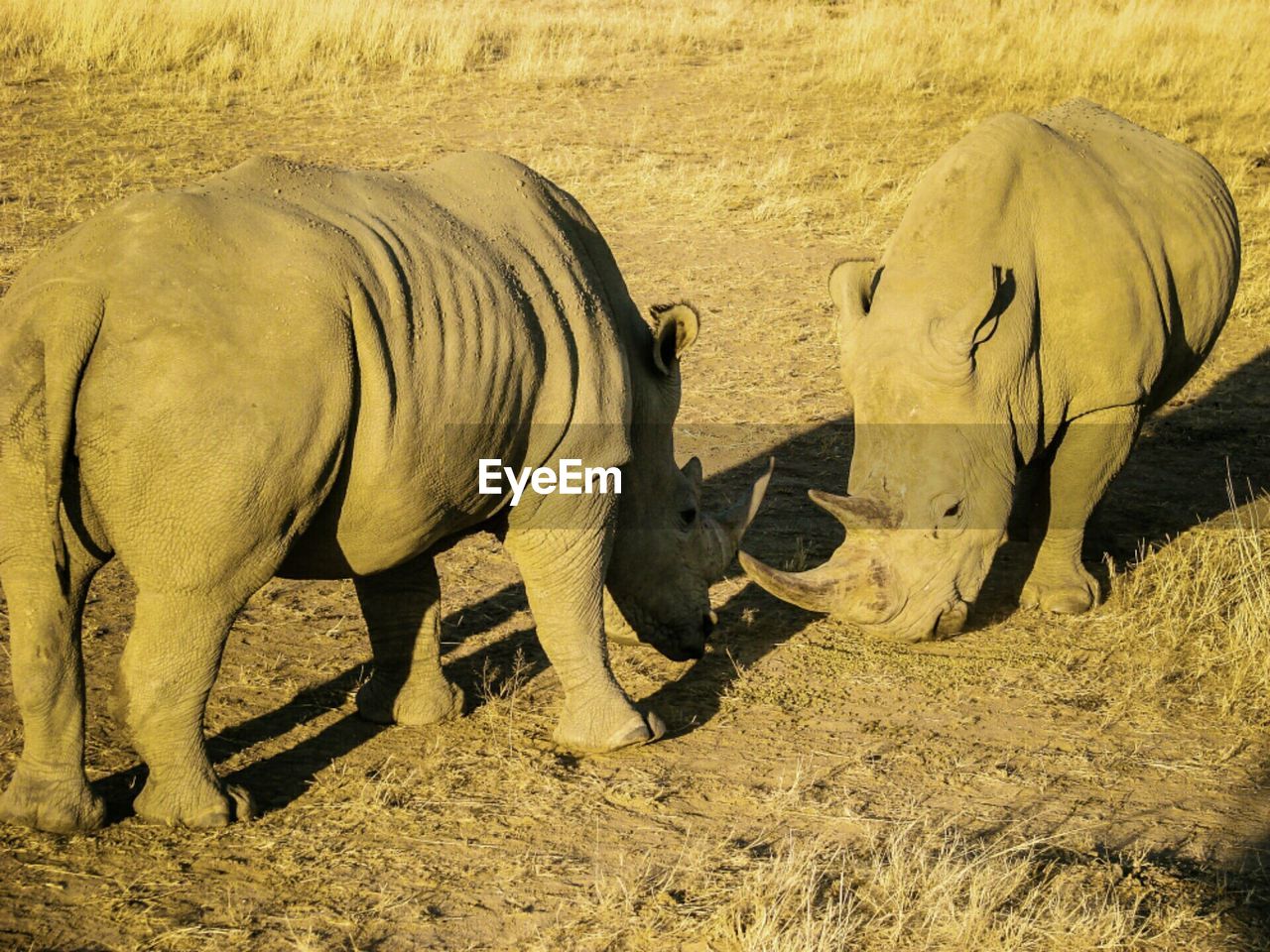 Rhinoceroses standing face to face on field