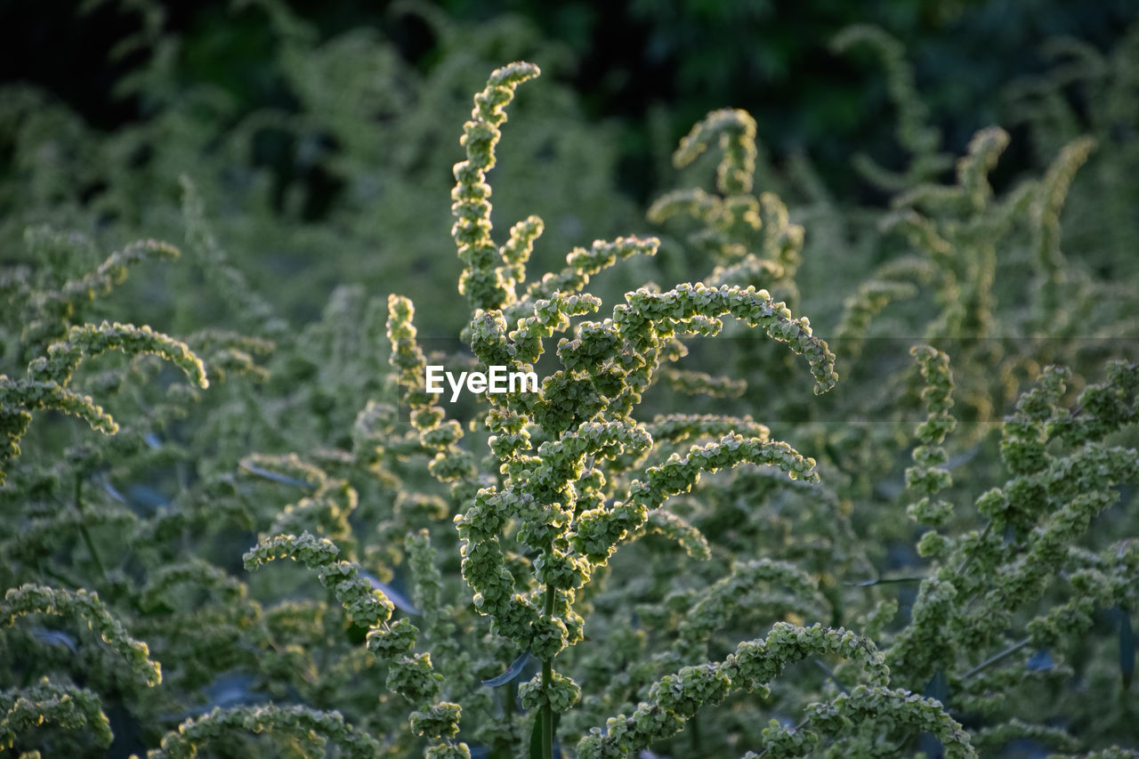 CLOSE-UP OF FRESH GREEN PLANTS