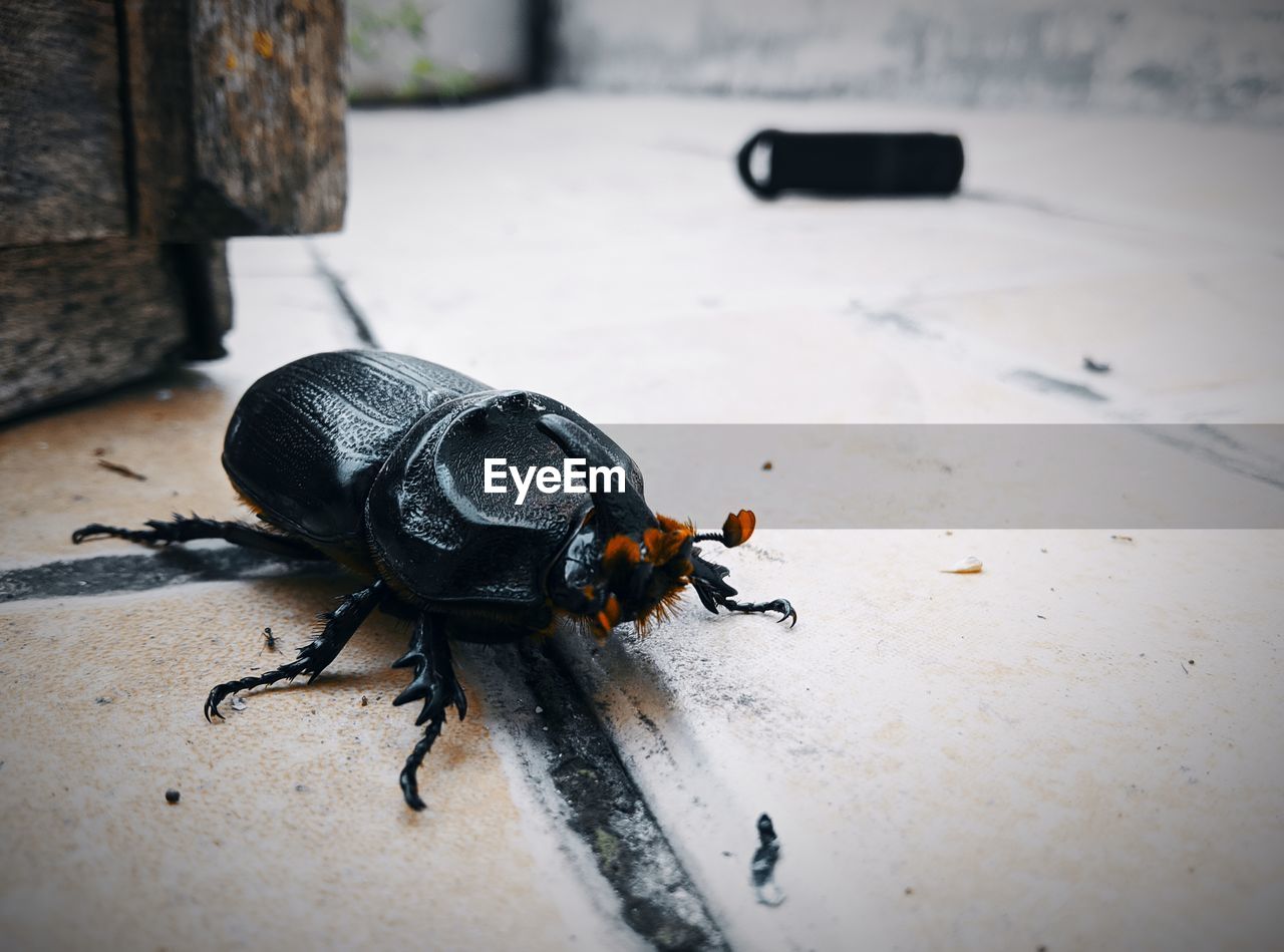 CLOSE-UP OF BLACK INSECT ON TABLE AT CAMERA